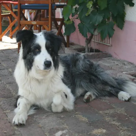 Lägenhet Pferd - Spass - Entspannung