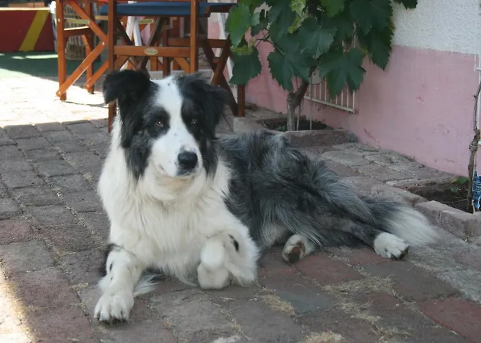 Apartment Pferd - Spaß - Entspannung